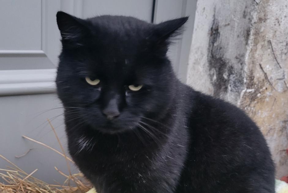 Discovery alert Cat Male Champougny France