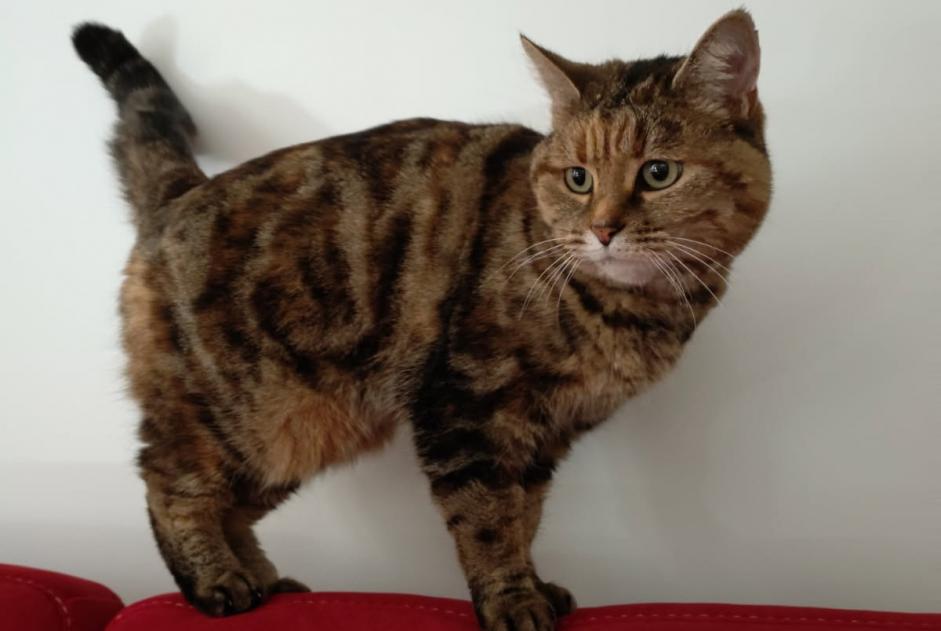 Disappearance alert Cat  Female , 10 years Troussey France