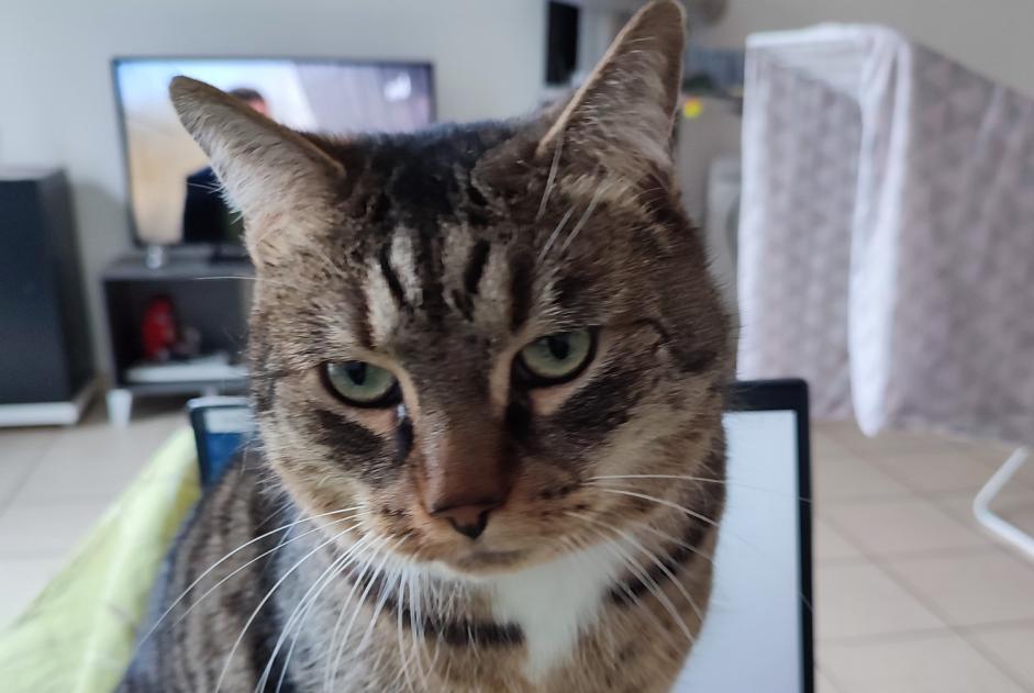 Disappearance alert Cat Male , 7 years Mognéville France