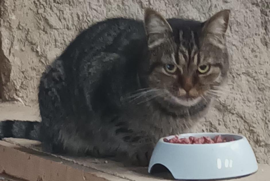 Alerta de Hallazgo Gato cruce Desconocido Jouy-en-Argonne Francia Alerta de Hallazgo Gato cruce Desconocido Jouy-en-Argonne Francia