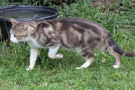Alerte Découverte Chat Inconnu Mognéville France Alerte Découverte Chat Inconnu Mognéville France