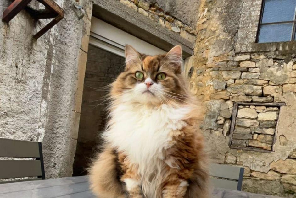 Alerte Disparition Chat Femelle , 8 ans Billy-sous-Mangiennes France Alerte Disparition Chat Femelle , 8 ans Billy-sous-Mangiennes France