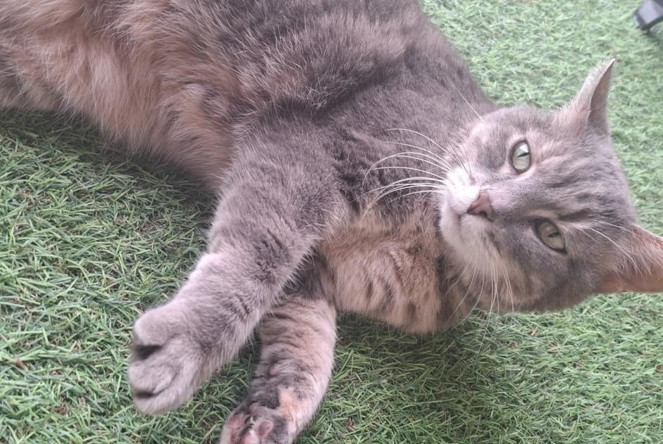 Avviso Ritrovamento Gatto incrocio di razze  Femmina Bar-le-Duc Francia